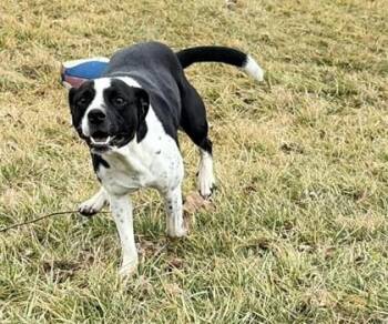 Mixed Breed Dogs Available for Adoption in Hobart, Indiana - Gus | PetCurious