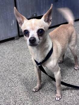 BOSCO -  Chihuahua Dog for Adoption in Fort Myers, Florida - BOSCO | PetCurious