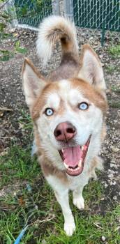 Coby -  Siberian Husky Dog for Adoption in Mckeesport, Pennsylvania - Coby | PetCurious