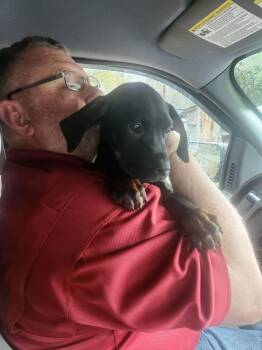 Labrador Retriever and Black And Tan Coonhound Dogs Available for Adoption - Bonnie | PetCurious