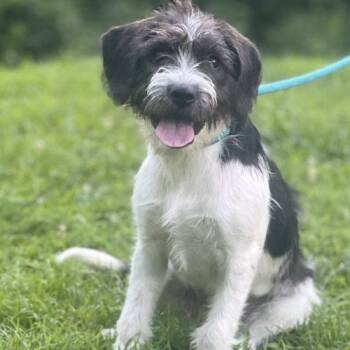 Fruity Pebbles -  Mixed Breed Dog for Adoption in Toms River, New Jersey - Fruity Pebbles | PetCurious