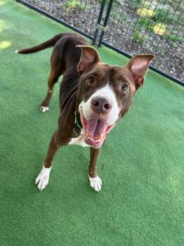American Bulldog Dogs Available for Adoption in Lakeland, Florida - Mudslide | PetCurious