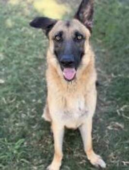 Lil Rock (CP) -  German Shepherd Dog Dog for Adoption in Dallas, Texas - Lil Rock (CP) | PetCurious