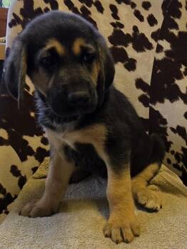 German Shepherd Dog and Mixed Breed Dogs Available for Adoption in Conway, South Carolina - Zazu | PetCurious
