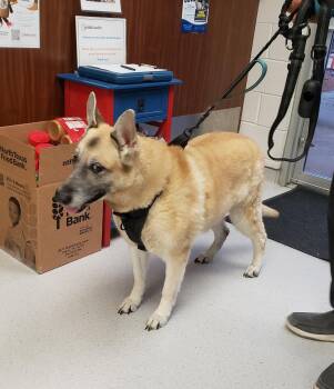 Ginger -  German Shepherd Dog Dog for Adoption in Allen, Texas - Ginger | PetCurious