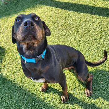 Hound Dogs Available for Adoption - Edith  | PetCurious