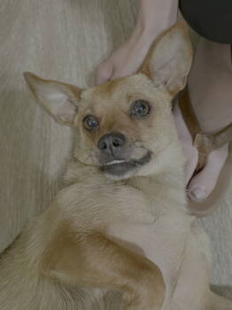 Rescue Chihuahua and Dachshund Dogs for Adoption in Texarkana, Texas - Sandy | PetCurious