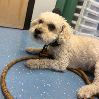Shaggy -  Maltese and Miniature Poodle Dog for Adoption in Watertown, New York - Shaggy | PetCurious