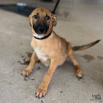 Rescue Black Mouth Cur and Shepherd Dogs for Adoption in Washington, District Of Columbia - Theon | PetCurious