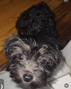 Sassy -  Aussiedoodle Dog for Adoption in Semmes, Alabama - Sassy | PetCurious