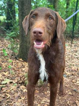 Skipper -  Mixed Breed Dog for Adoption in Wayne, New Jersey - Skipper | PetCurious