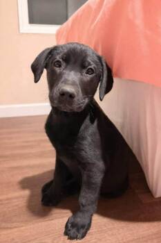 Labrador Retriever Dogs Available for Adoption in Panama City, Florida - Jet | PetCurious