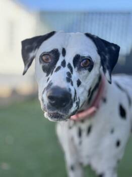 Maisy (Deaf) -  Dalmatian Dog for Adoption in Sacramento, California - Maisy (Deaf) | PetCurious