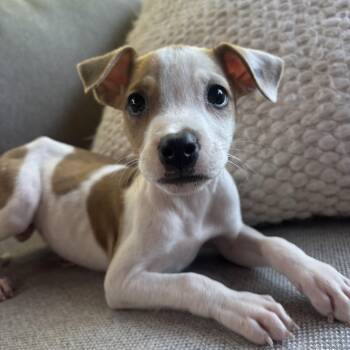 Sprout -  Jack Russell Terrier and Whippet Dog for Adoption - Sprout | PetCurious