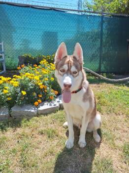 Rescue Husky Dogs for Adoption in Pomona, New York - Chief | PetCurious