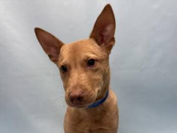 Simba -  Hound and Mixed Breed Dog for Adoption in Minneapolis, Minnesota - Simba | PetCurious