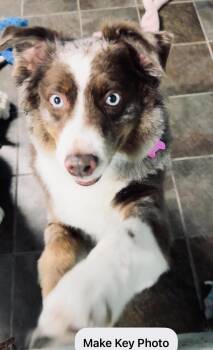 Zeus -  Australian Shepherd Dog for Adoption - Zeus | PetCurious