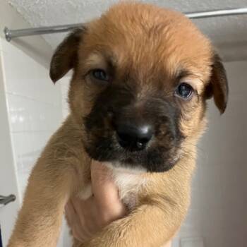 Rescue Mixed Breed Dogs for Adoption in Austin, Texas - Sotol | PetCurious