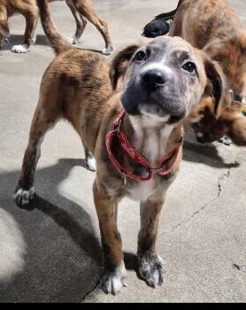 Cooper -  Mixed Breed Dog for Adoption in Papillion, Nebraska - Cooper | PetCurious