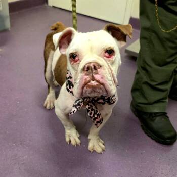 Rescue English Bulldog and French Bulldog Dogs for Adoption in Long Beach, California - POLLYWOG | PetCurious