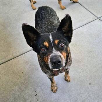 GRACIE -  Australian Cattle Dog Blue Heeler Dog for Adoption in Camarillo, California - GRACIE | PetCurious