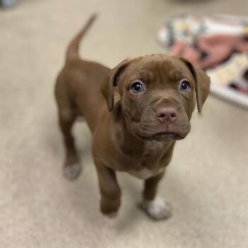 DEEDEE -  Pit Bull Terrier Dog for Adoption in Aurora, Colorado - DEEDEE | PetCurious