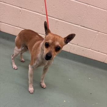 Mixed Breed Dogs Available for Adoption in Memphis, Tennessee - Arlo | PetCurious