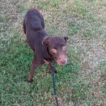 Maryann -  Mixed Breed Dog for Adoption in Dickinson, Texas - Maryann | PetCurious
