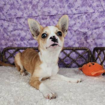 Mallow -  Chihuahua Dog for Adoption in Fort Wayne, Indiana - Mallow | PetCurious