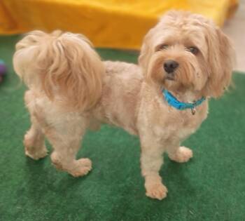 Maltese and Poodle Dogs Available for Adoption in Houston, Texas - Rufus Rocks! | PetCurious