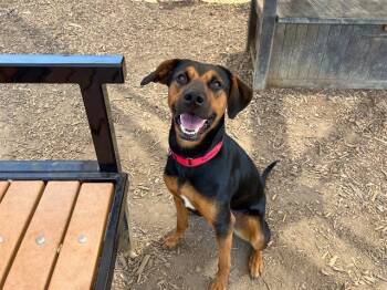 Doberman Pinscher and Mixed Breed Dogs Available for Adoption in Tustin, California - CARDI | PetCurious