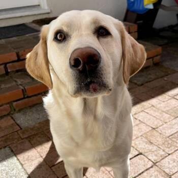 Yoshi -  Labrador Retriever Dog for Adoption in San Francisco, California - Yoshi | PetCurious
