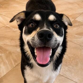 Jax -  Husky and Mixed Breed Dog for Adoption in Brownsboro, Alabama - Jax | PetCurious