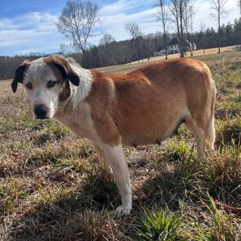 Spaniel and Hound Dogs Available for Adoption in Nashville, Tennessee - Julie London | PetCurious