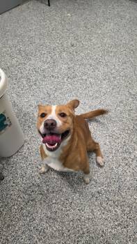 Styles -  Terrier Dog for Adoption in Athens, Tennessee - Styles | PetCurious