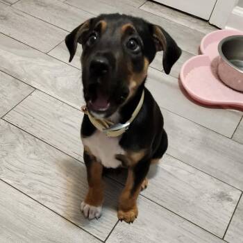 Bruce Banner -  Mixed Breed Dog for Adoption in Savannah, Georgia - Bruce Banner | PetCurious