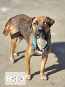 Rescue Labrador Retriever Dogs for Adoption in Walthill, Nebraska - Hazel | PetCurious