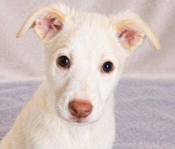 Terrier Dogs Available for Adoption in Newport, Tennessee - Artax | PetCurious