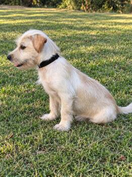 Liam -  Terrier Dog for Adoption in Helotes, Texas - Liam | PetCurious