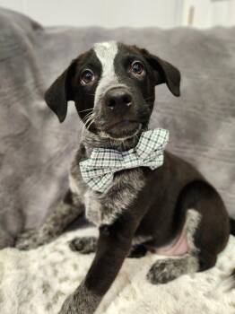 Australian Cattle Dog Blue Heeler Dogs Available for Adoption - Skunk | PetCurious