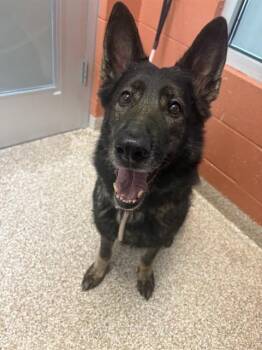 ANGEL -  Dutch Shepherd Dog for Adoption in Pueblo, Colorado - ANGEL | PetCurious