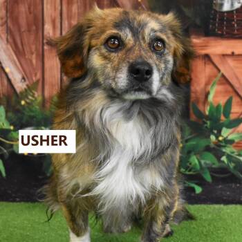 Dachshund and Mixed Breed Dogs Available for Adoption in Yuma, Arizona - Usher | PetCurious