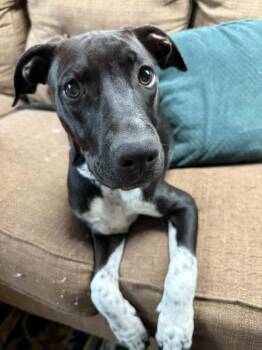 Bones -  American Bully Dog for Adoption in Manhattan, Kansas - Bones | PetCurious