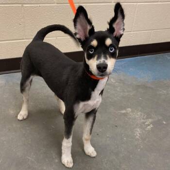 Mixed Breed Dogs Available for Adoption in Memphis, Tennessee - BLITZEN | PetCurious