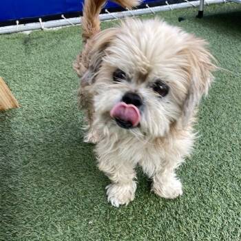 Walter -  Shih Tzu and Mixed Breed Dog for Adoption in Long Beach, California - Walter | PetCurious