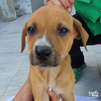 Asher -  Labrador Retriever Dog for Adoption in Washington, District Of Columbia - Asher | PetCurious