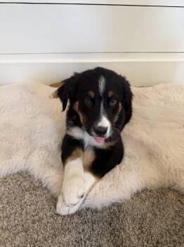 Border Collie and Mcnab Dogs Available for Adoption in Salt Lake City, Utah - Macaroni Pasta | PetCurious