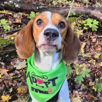 Ellie Mae -  Beagle Dog for Adoption in Pekin, Illinois - Ellie Mae | PetCurious
