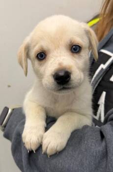 Winifred -  Husky Dog for Adoption in Yellowknife, Northwest Territories - Winifred | PetCurious