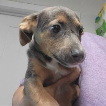 Angie -  Mixed Breed Dog for Adoption in Westland, Michigan - Angie | PetCurious